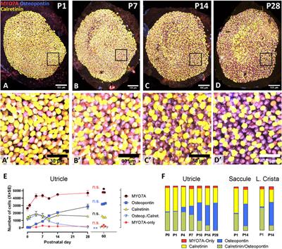 Maturation of type I and type II rat vestibular hair cells in vivo and in vitro